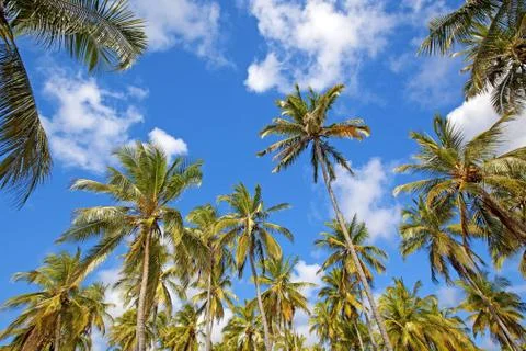 Mafia Island Stock Photos