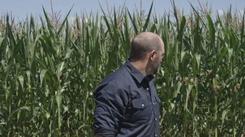 MAGA1 Stock Footage 113767529