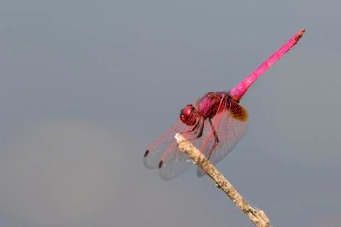 Mage of dragonfly perched on a tree branch on nature background. Insect Ani.. Stock Photos