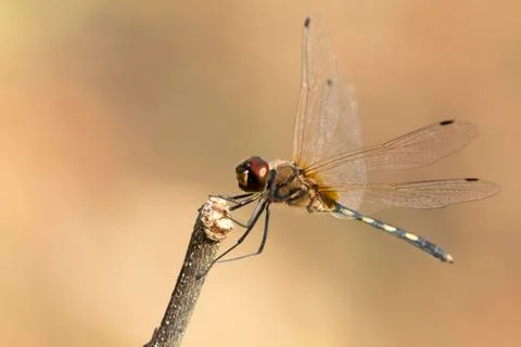 Mage of dragonfly perched on a tree branch on nature background. Insect Ani.. Stock Photos