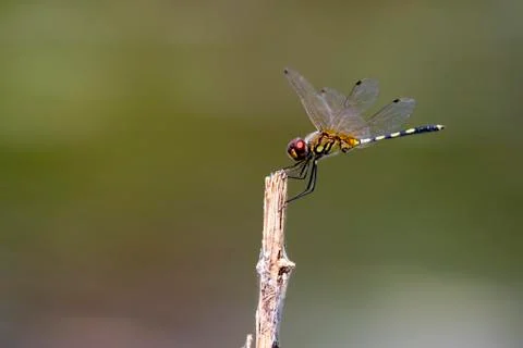 Mage of dragonfly perched on a tree branch on nature background. Insect Ani.. Stock Photos