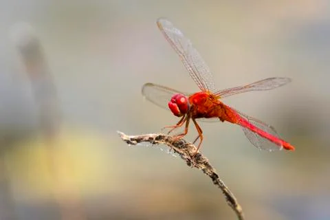 Mage of dragonfly perched on a tree branch on nature background. Insect Ani.. Stock Photos
