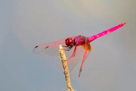 Mage of dragonfly perched on a tree branch on nature background. Insect Ani.. Stock Photos