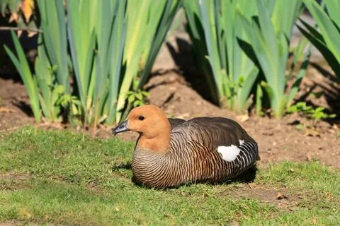 Magellan goose Stock Photos