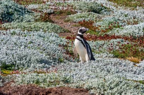 Magellan (Magellanic) Penguin Stock Photos