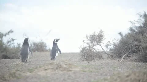 Magellan penguins Stock Footage 12686667