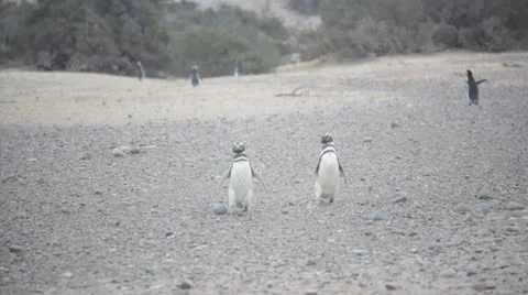 Magellan penguins walking Stock Footage 12686700