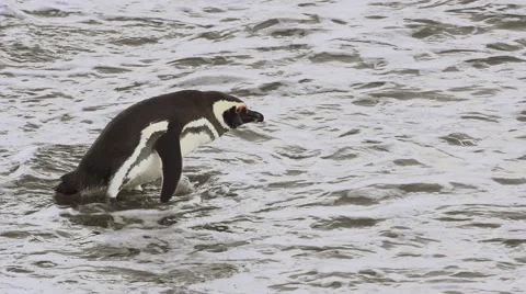 Magellan pinguin Stock-Footage 43206386