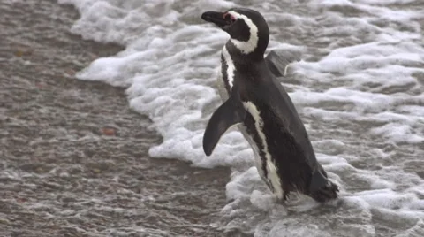 Magellan pinguin Stock-Footage 43209287