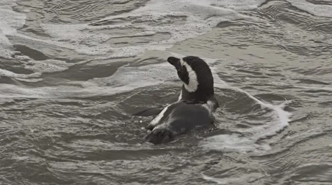 Magellan pinguin having a bath Stock-Footage 43208543