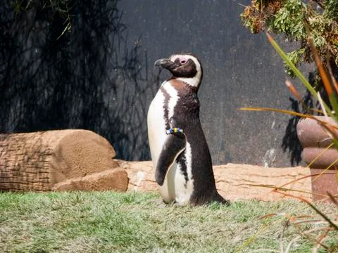 A magellan pinguin taking sunbath Stock Photos