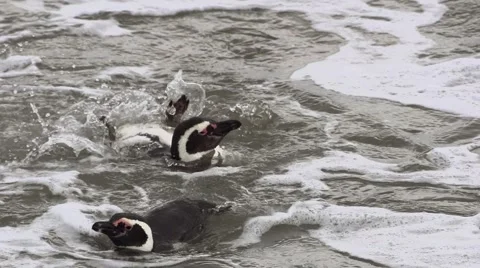 Magellan pinguins having a bath 動画素材 43207964