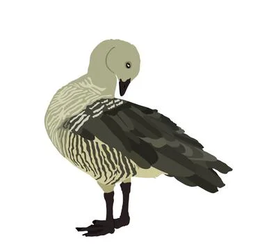 Magellanic goose vector illustration isolated on white Illustrazione stock