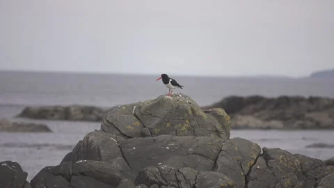 Magellanic Oystercatcher Stock Footage 134391731