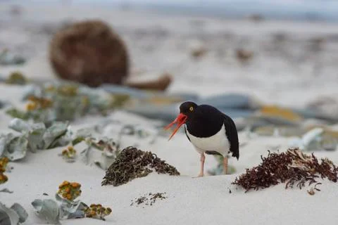 Magellanic Oystercatcher Foto stock