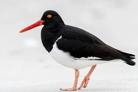 Magellanic Oystercatcher Stock Photos