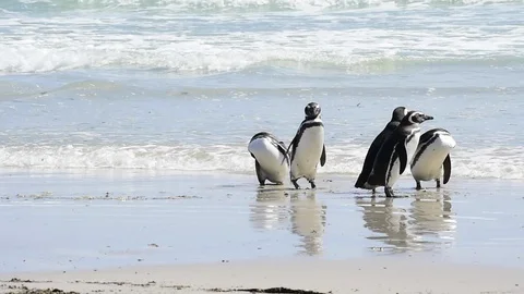 Magellanic Penguin on the beach Stock Footage 88284795