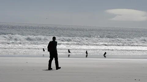 Magellanic Penguin on the beach Stock Footage 90462252