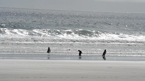 Magellanic Penguin on the beach Stock Footage 90473724