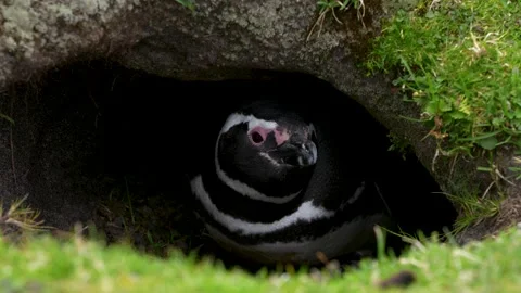 Magellanic Penguin in Borrow Hole Close Up. Cinematic Wildlife Documentary .. Stock Footage 339510560
