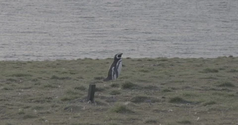 Magellanic penguin calling and displaying wings close-up stabilized Chile Stock Footage 327994949