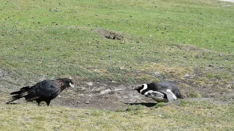 Magellanic Penguin with Caracara Stock-Footage 87959422