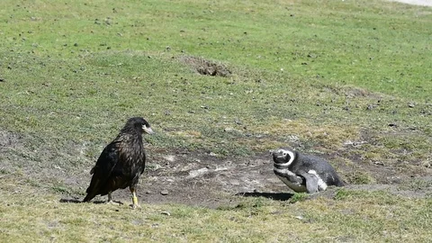 Magellanic Penguin with Caracara Stock Footage 87959860