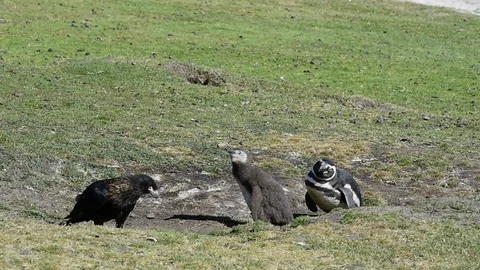Magellanic Penguin with Caracara 스톡 동영상 87960163