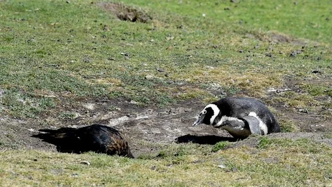 Magellanic Penguin with Caracara Stock Footage 87960372