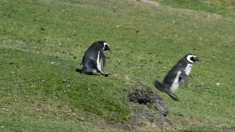 Magellanic Penguin with Caracara Stock Footage 87960581