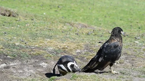 Magellanic Penguin with Caracara Stock Footage 87961194