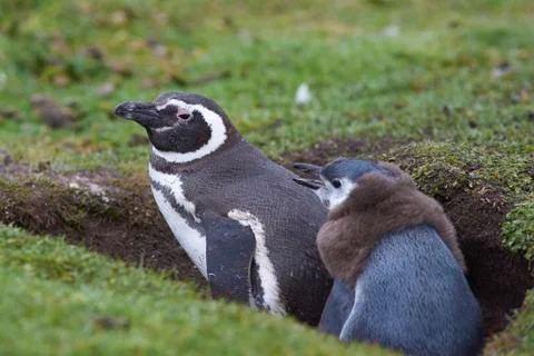 Magellanic Penguin with chick Foto stock