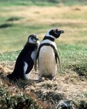 Magellanic Penguin &amp; Chick Stock Photos