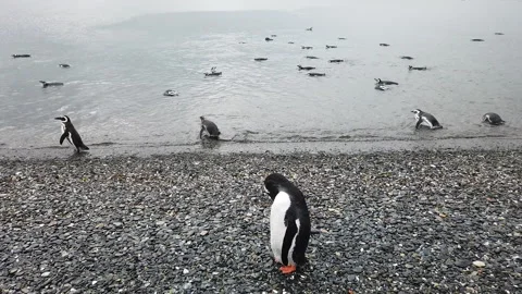 Magellanic penguin cleaning himself Stock Footage 150185173