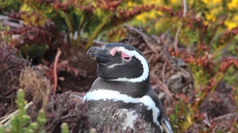 Magellanic Penguin Close up Stock Footage 57504933