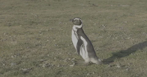 Magellanic Penguin Close-up Portrait on Isla Magdalena Chile Stock Footage 327994326