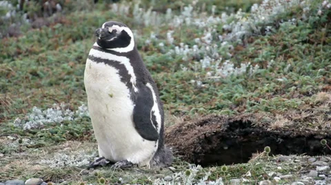 Magellanic Penguin close up (Spheniscus magellanicus) on a Patagonia beach. Stockbeeldmateriaal 33463708
