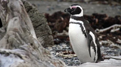 Magellanic Penguin close up (Spheniscus magellanicus) on a Patagonia beach. Stockbeeldmateriaal 33464056