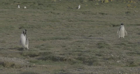 Magellanic Penguin Close-up Walking Through Colony on Isla Magdalena Chile Stock Footage 327995480