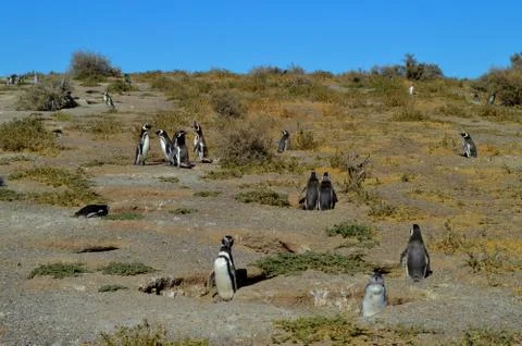 Magellanic penguin colony in Punta Tombo, Patagonia, Argentina Stock Photos