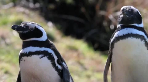 Magellanic Penguin couple Stockbeeldmateriaal 57503751