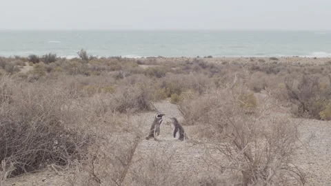 Magellanic Penguin couple Stock Footage 330660779