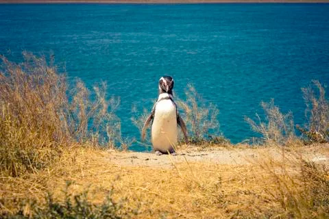 A Magellanic penguin facing looking, inside Valdes Peninsula nature reserve. Stock Photos