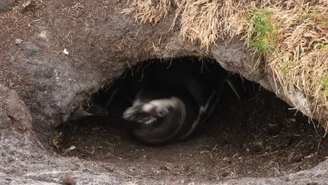 Magellanic Penguin looks out from inside its burrow, Falkland Islands Stock Footage 72687281