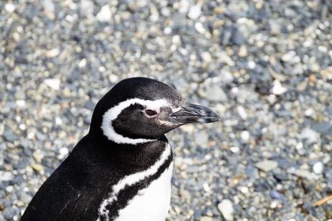 Magellanic penguin on Martillo island beach, Ushuaia Stock Photos