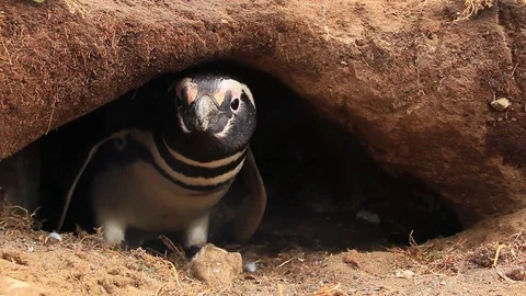 Magellanic Penguin Peaking out of Cave - Magdalena Island, Chile Stock-Footage 84293448