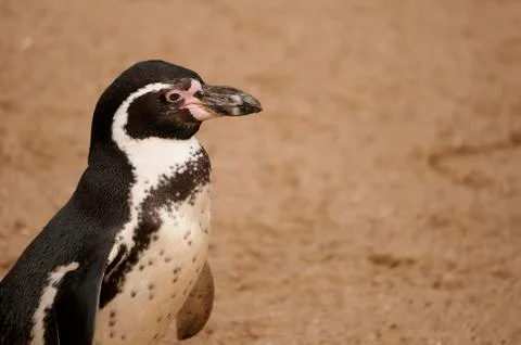 Magellanic penguin Stock Photos