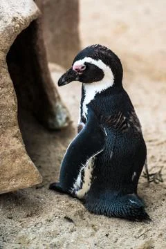 Magellanic penguin Stock Photos