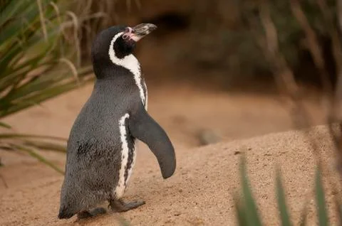 Magellanic penguin Stock Photos