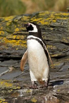 Magellanic penguin Foto stock